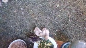 Чем кормить пятидневных индюшат.