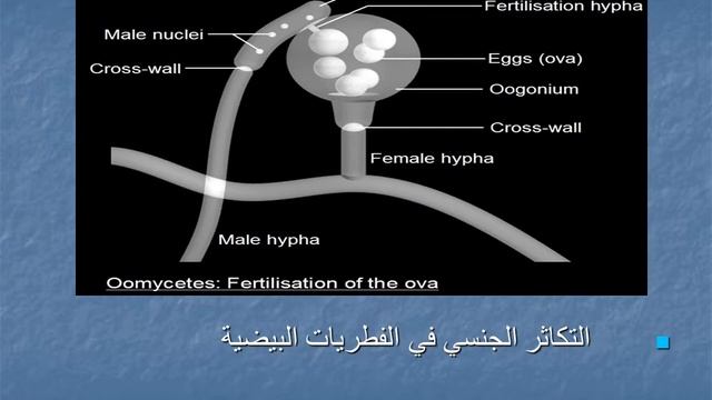 المحاضرة السادسة / الصفات العامه لشعبة Oomycota смотреть онлайн