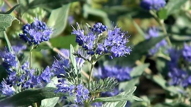 Caryopteris clandonensis 'Heavenly Blue' смотреть онлайн
