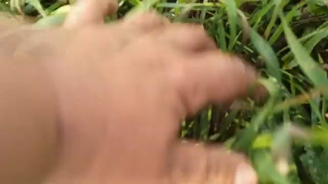 Возле садового участка выросли луговые опята смотреть онлайн