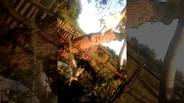 Прикол Где это видано,что КОЗЛЫ по деревьям лазят? смотреть онлайн