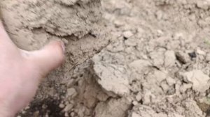 шины 13,6х20 на МТЗ в пахоте 20 мая 2023 г.