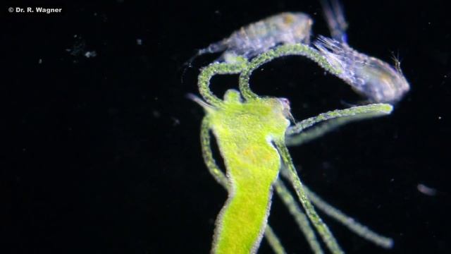 Hydra Viridis (Green Hydra) Is Eating A Waterflea