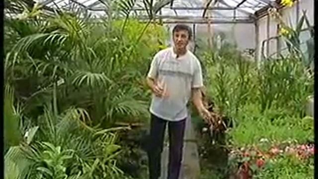 Удачный сезон - пальмы смотреть онлайн