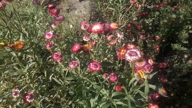 ГЕЛИХРИЗИУМ сухоцвет в саду. смотреть онлайн