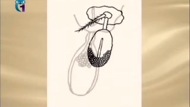 Саккулина (Усоногие ракообразные) смотреть онлайн