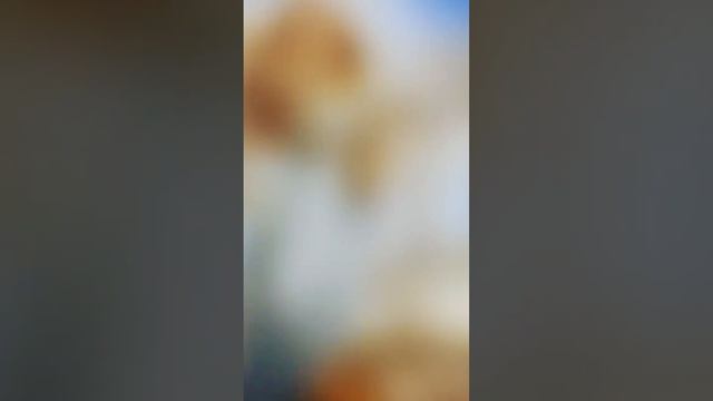 Атолльный сон