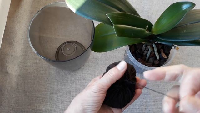 Как восстановить тургор орхидеи без подвязок и подпорок. смотреть онлайн