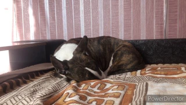 СОБАКА породы БУЛЬТЕРЬЕР ! Bull terrier смотреть онлайн
