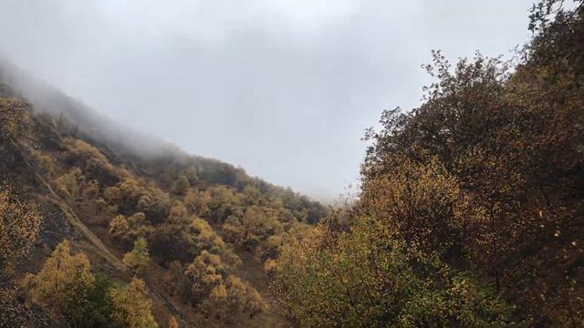 Охота на Дагестанского тура в Дагестане смотреть онлайн