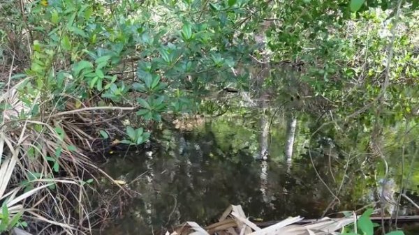 Nikon D500 Nikkor 200-500 - Best Bird / Wildlife Photography Experience To Date