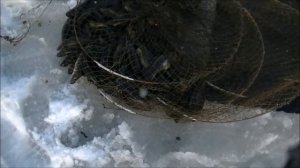 Рыбалка из-подо льда вентерями ( фитилями, мережой ). декабрь