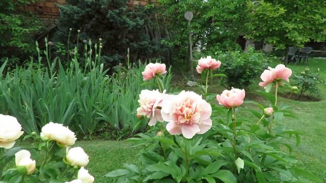 Peony Triphena Parkin, Peony Pastelegance