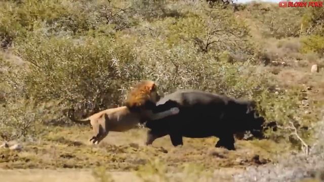 Top 10 Strongest Animals That The Lion Never Want to Meet - Blondi Foks смотреть онлайн