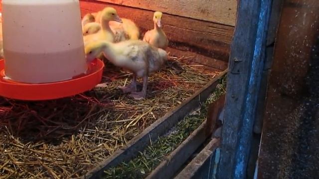 Как ухаживать за гусями. (Уход за 3 недельными гусямами) смотреть онлайн