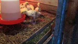 Как ухаживать за гусями. (Уход за  3 недельными гусямами)