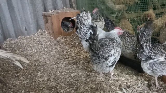 Какую породу кур несушек выбрать ??? смотреть онлайн