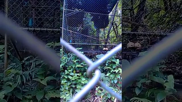 ГИБОНЫ смотреть онлайн