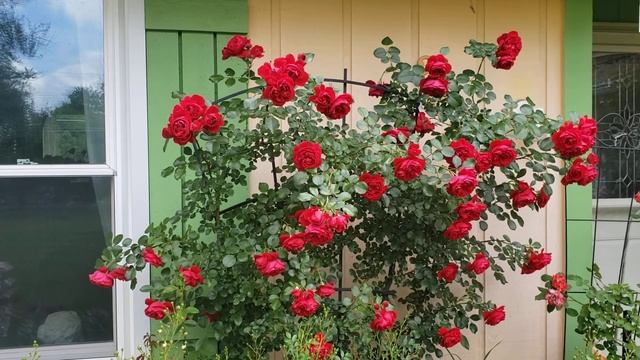 Florentina Climber Rose?