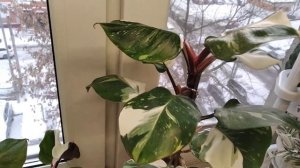 Филодендрон Белый рыцарь, Принц оф Оранж, Ред сан.