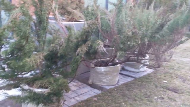 Анонсируем преображения садов с нашим участием. Ландшафт в подробностях. Хвойные растение, Стрижка. смотреть онлайн