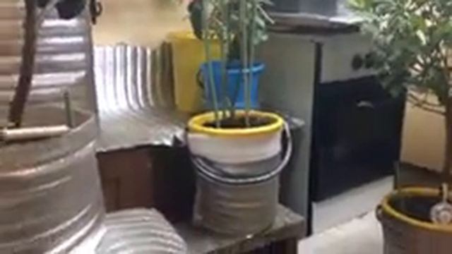 Где будут зимовать мои цитрусы смотреть онлайн