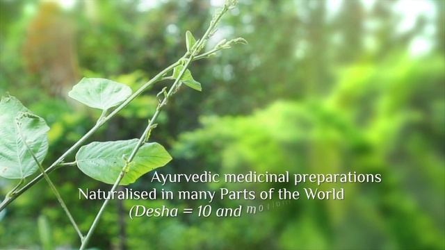 PLANTS 9 Desmodium Gangeticum