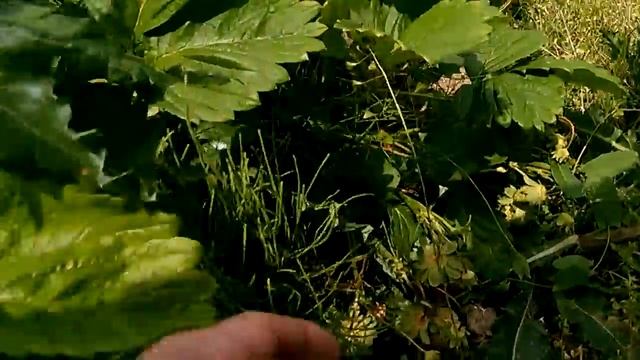 Клубника, сорт"Царица", средняя. смотреть онлайн