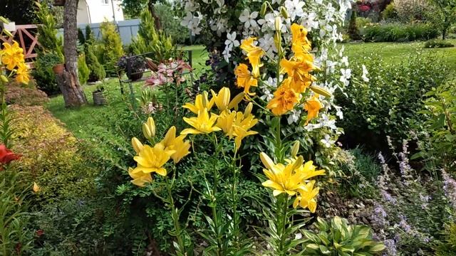 Живые Картинки ЛЕТНЕГО САДА. ЛИЛИЯ Королева сада. #сад #garden #цветы смотреть онлайн
