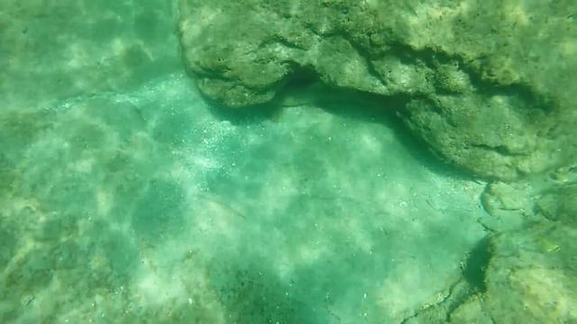 Coral Cove Ocean Park смотреть онлайн