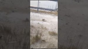 кошка поймала зайца