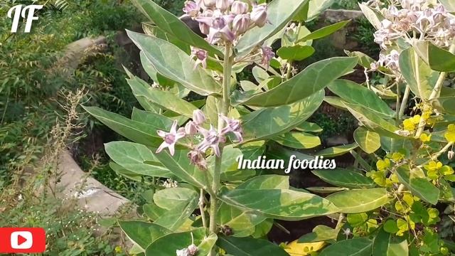 Calotropis gigantea Erukkam poo in tamil смотреть онлайн