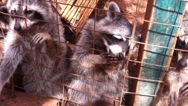 Голодные еноты (hungry raccoons) смотреть онлайн