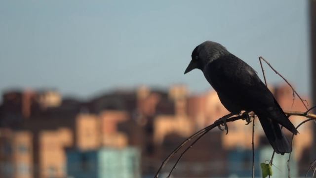 Галка на березе Jackdaw on a birch 寒鴉在樺樹上 白樺のカラス 자작 나무에 갈까마귀 SONY FDR-AXP55 4K TEST 20x ziminvideo смотреть онлайн