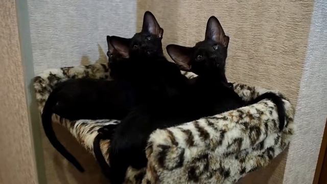 Ориентальные котята 2019. Питомник "KostORI" смотреть онлайн