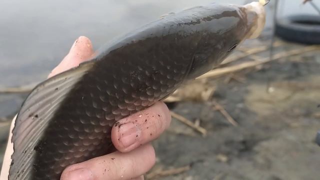 КАРАСЬ НА ДОНКУ в АПРЕЛЕ!! ШИКАРНОЕ ОТКРЫТИЕ СЕЗОНА! РЫБАЛКА на ДОНКУ РАННЕЙ ВЕСНОЙ! смотреть онлайн