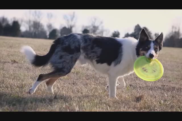 Домашние животные для детей на анлийском