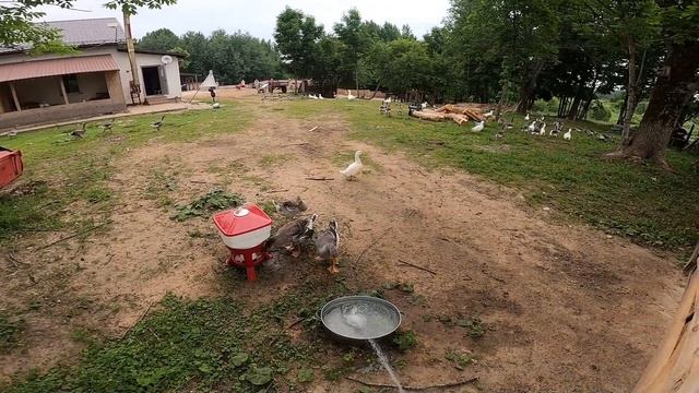 Раки убежали?! Разделил индюшат. Ремонт авто . [Жизнь в деревне] смотреть онлайн