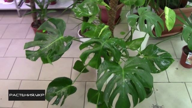 Комнатные растения / Монстера уход в домашних условиях смотреть онлайн