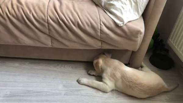 ⚜️DIONIS PRIDE⚜️
Выпускники нашего питомника!🐶❤️🤗
#dionis_pride #питмниксобак #лабрадорретривер