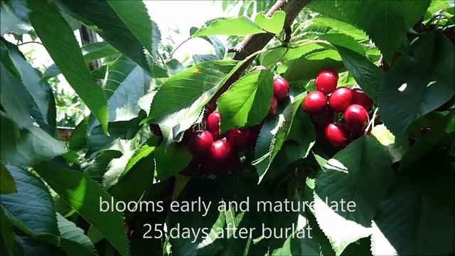 Lapins Cherries Overview Harvest Season 2017 смотреть онлайн