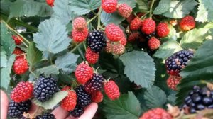 Ежевика Трипл Краун-Особенности сорта ежевики