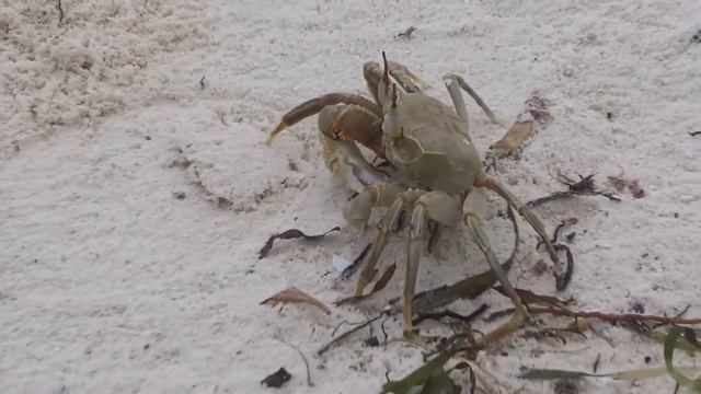 Ghost Crab Facts: The Crabs In Holes On Beaches | Animal Fact Files