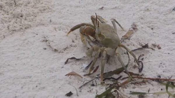 Ghost Crab Facts: the Crabs in Holes on Beaches | Animal Fact Files