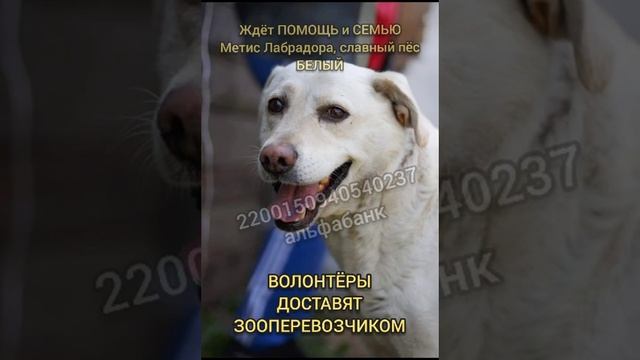 Верный пёс Белый ищет Помощь и Семью . смотреть онлайн