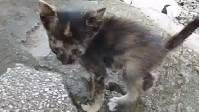 Тощий котёнок сидел на помойке, дрожа от холода. От слабости он уже не мог мяукать… смотреть онлайн
