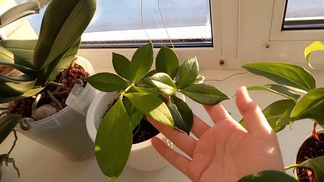 Кто же порадовал меня в новом году ?? Орхидеи на солнце ?