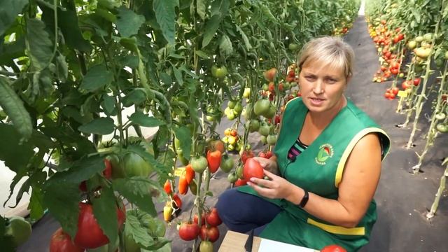 Томат  Орлиный клюв  (Народное тестирование 2020) - Обзор №9