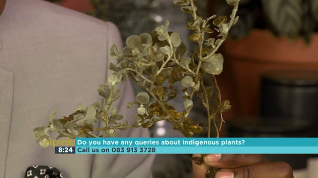 Into the Wild – Indigenous Plants 1-3 смотреть онлайн