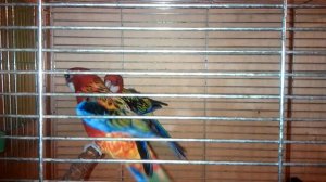 Пестрая или обыкновенная розелла . Определения пола на первый взгляд .